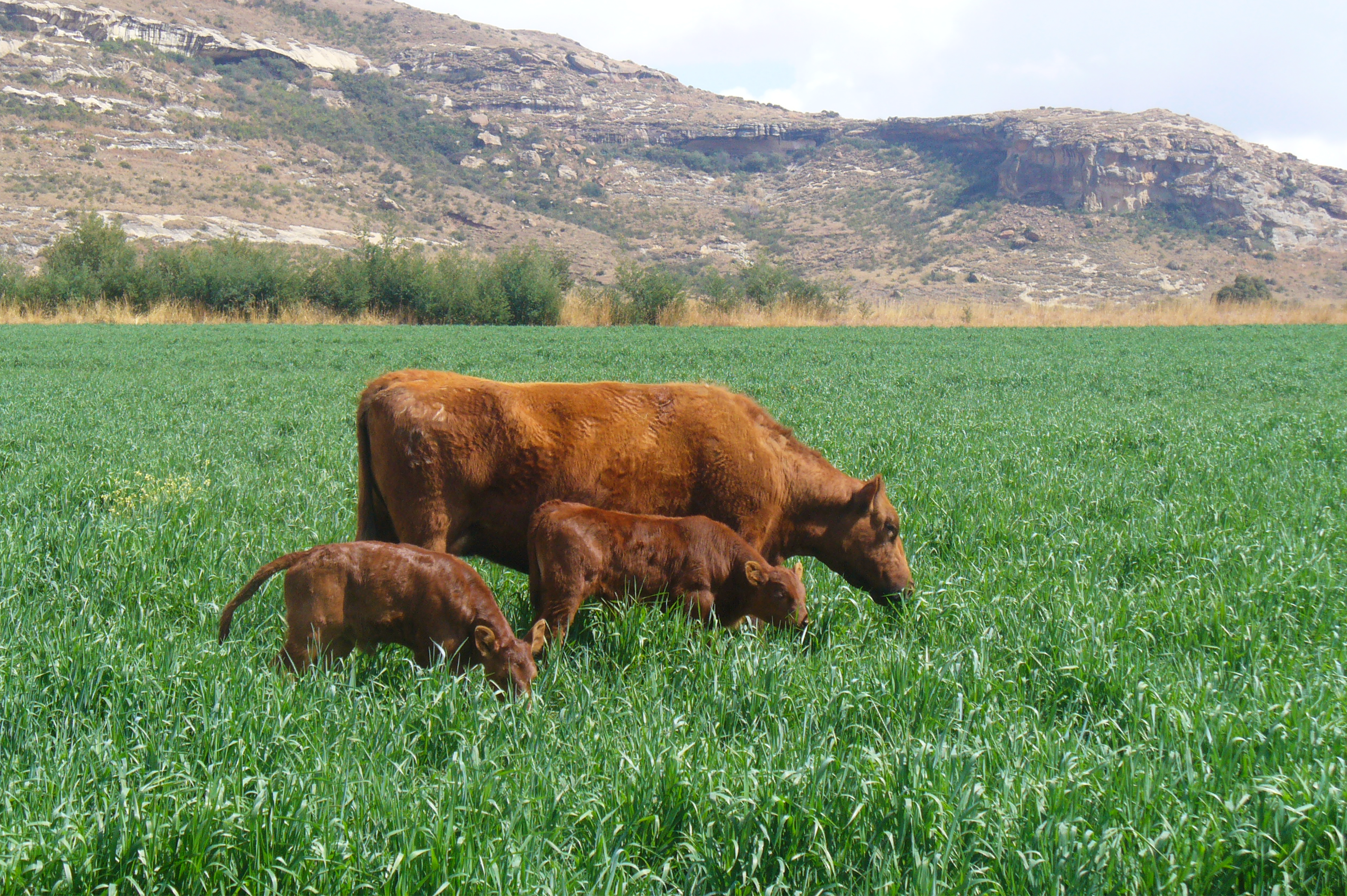 SOY BEAN CULTIVARS